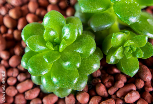 Succulent plant stonecrop, fresh leaves detail of Anacampseros photo