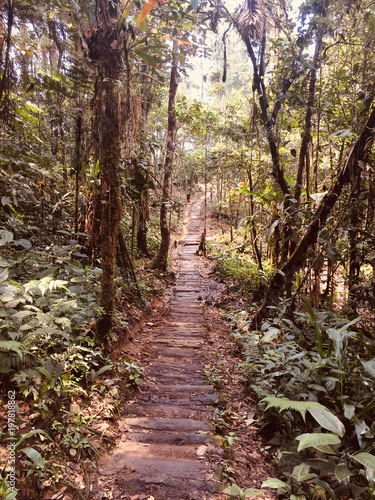 wooden walkway footphath in forest landscape    