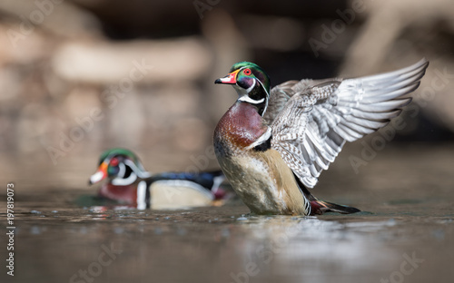Photography Wood Duck