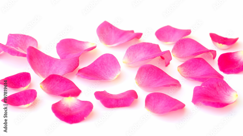 Petals of pink rose on a white background.