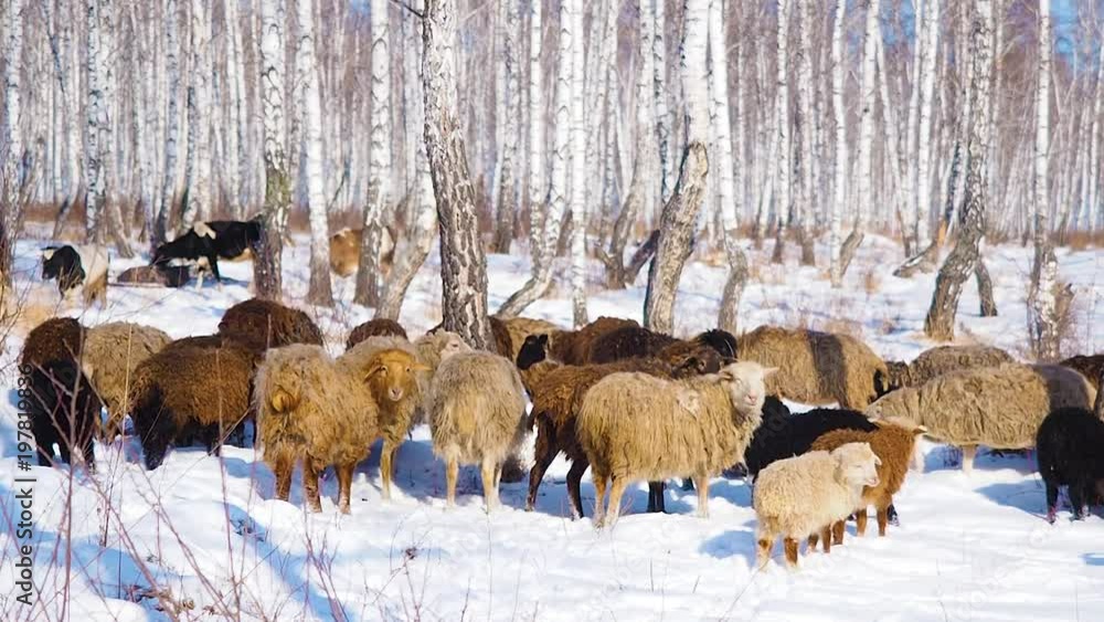 A herd of goats is moving across the snow-covered forest in search of food A herd of goats is moving across the snow-covered forest in search of food