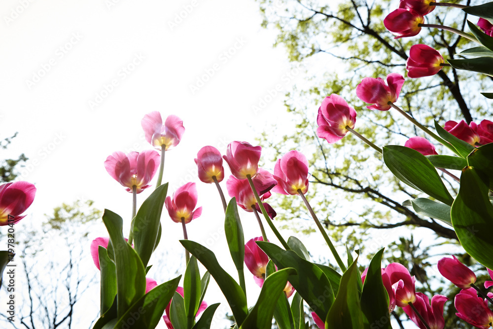 Obraz premium field of tulips
