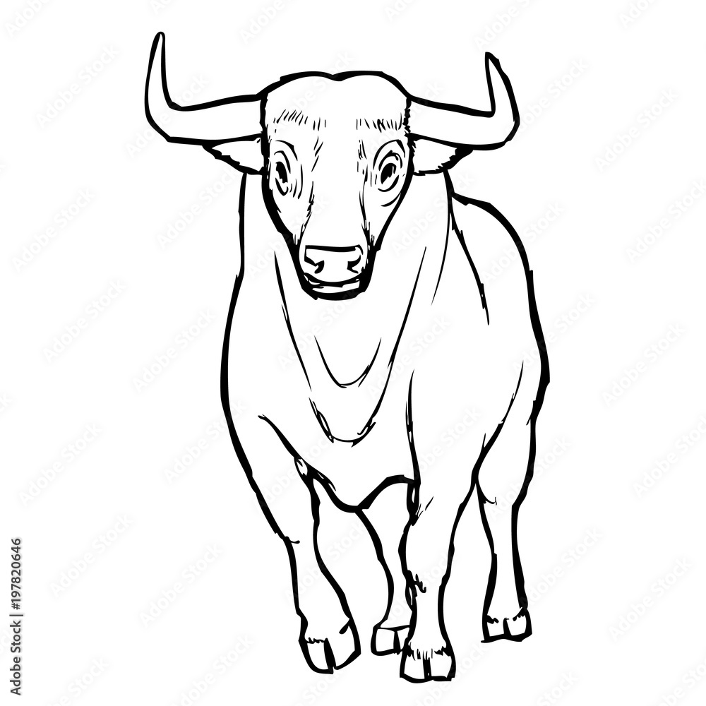 freehand sketch illustration of bul