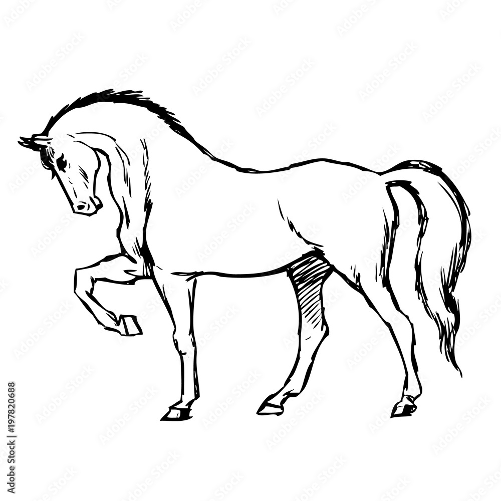 freehand sketch illustration of horse