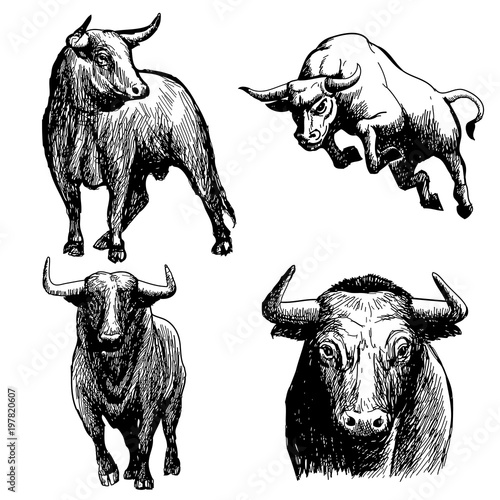 set of bull doodle hand drawn