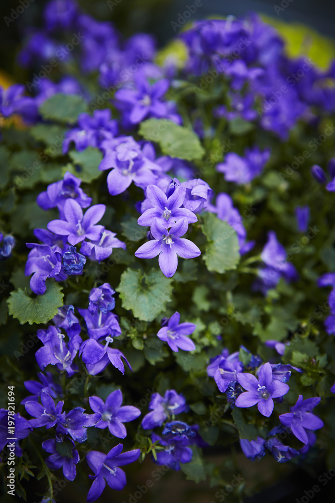 Fototapeta premium blue flowers in the garden