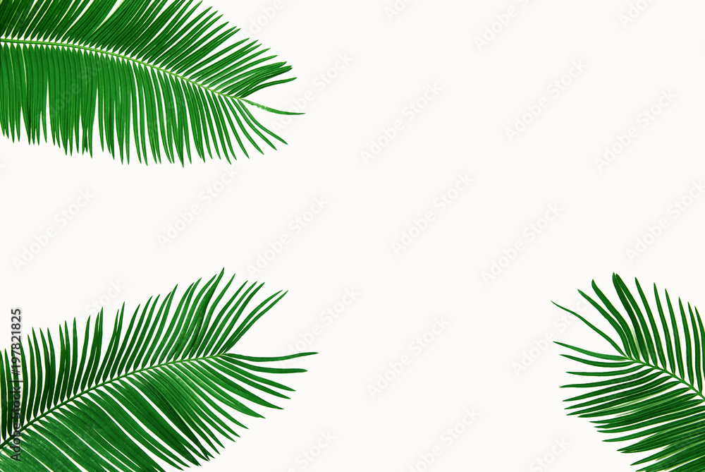 Palm leaves isolated on white background.