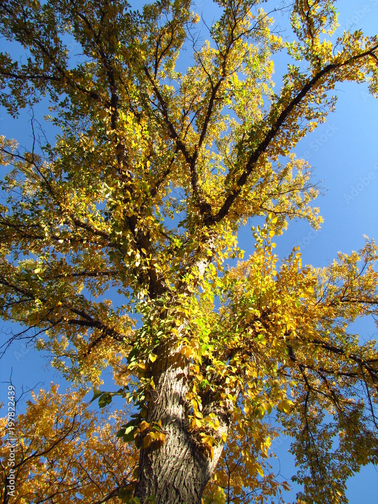 Fototapeta premium Elm Tree Ablaze With Colour In Glenora, Edmonton, Alberta