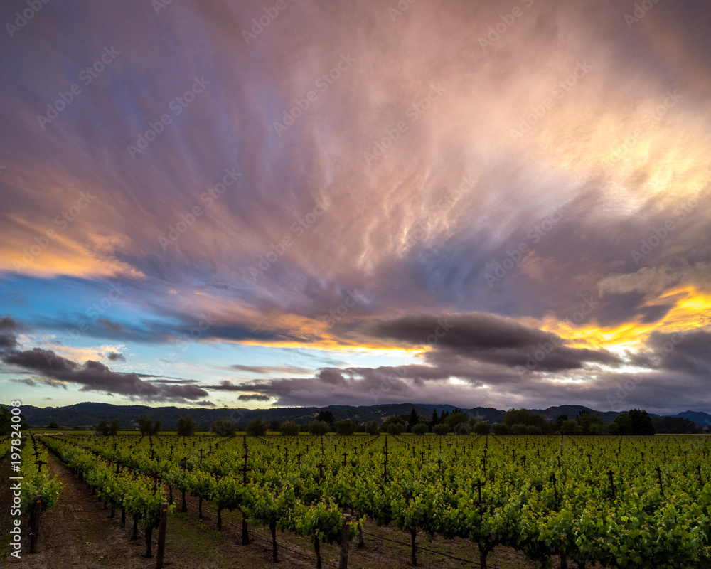 Colorful clouds at sunset over Napa Valley vineyard in summer. Vibrant sky, green vines in California wine country.