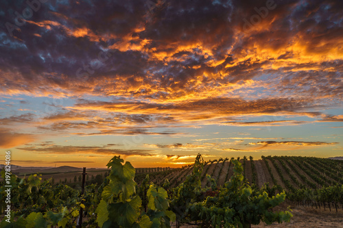 Brilliant summer sunset in Sonoma vineyard. Colorful sky and clouds, green vines in California wine country. photo