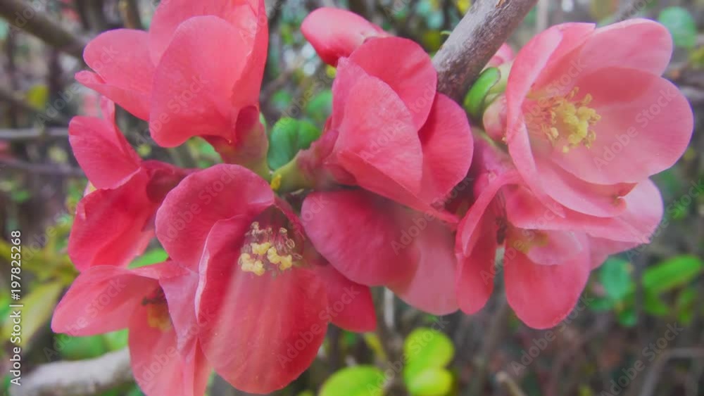 Flowers of the Apple tree of Japan . Flowers of the Apple tree of Japan .
