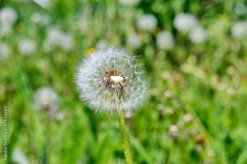 Flew a dandelion (milk-witch gowan) on a background of green fields. Flew a dandelion (milk-witch gowan) on a background of green fields.