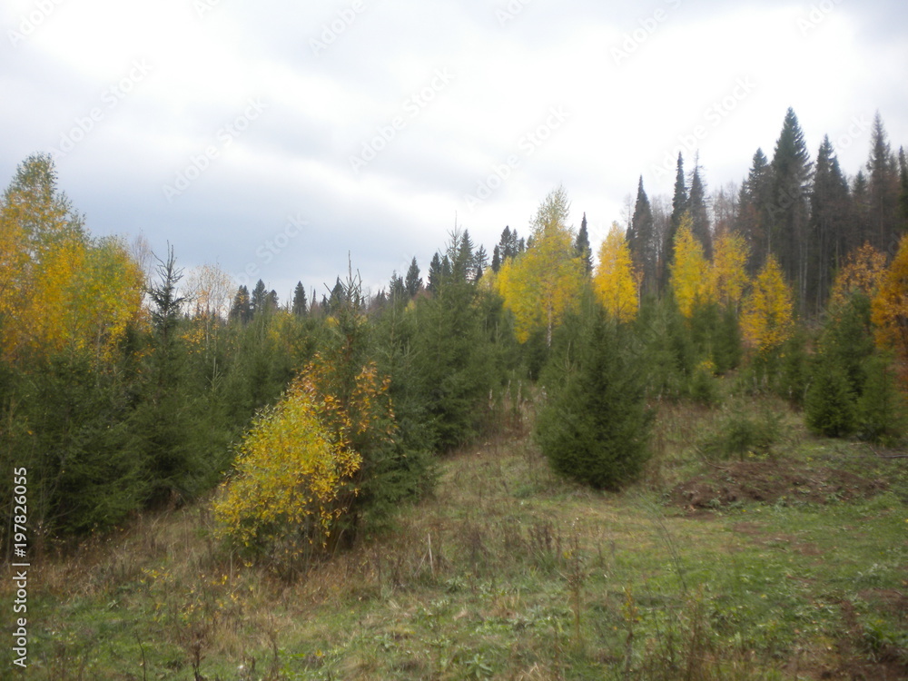 Forest Forest