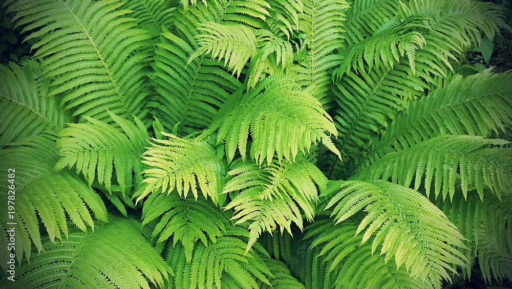 Green fresh fern branches Green fresh fern branches