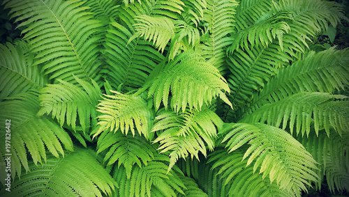 Green fresh fern branches