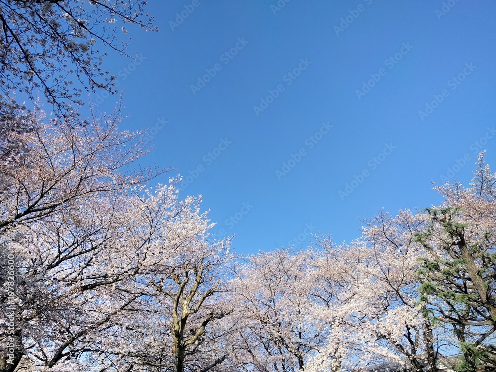 青空とソメイヨシノ　春イメージ