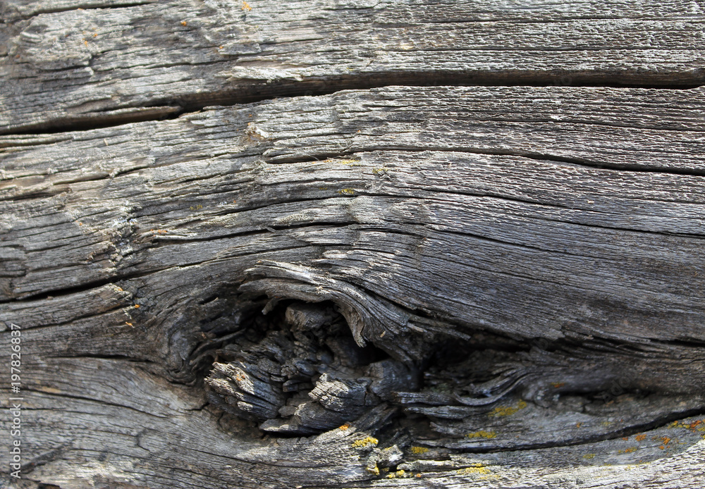 The old wood texture with natural patterns. Inside the tree background. Old grungy and weathered grey wooden wall planks texture background