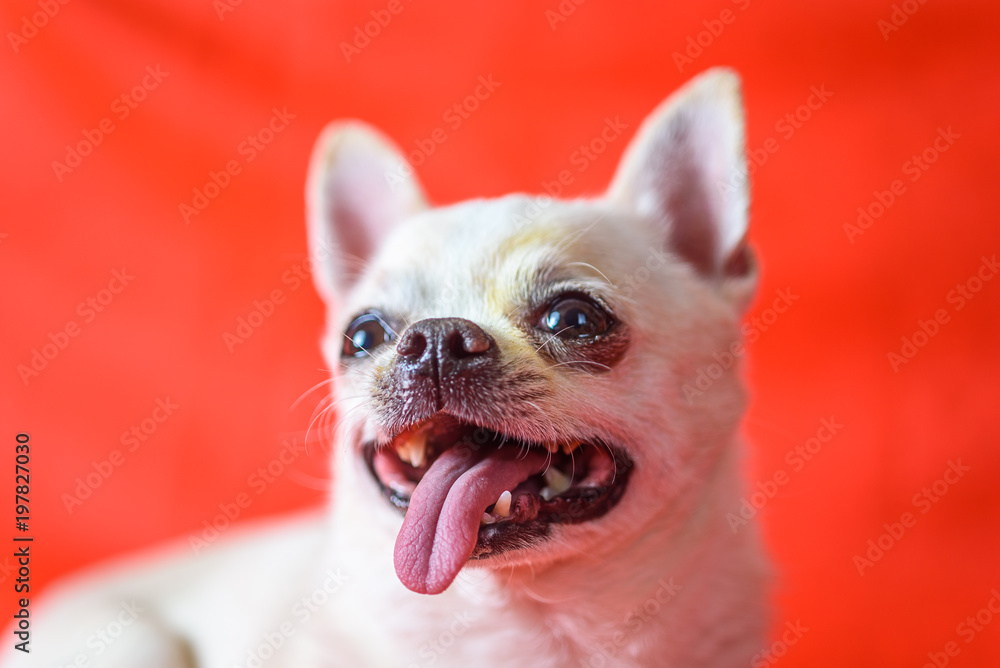 portrait of a chihuahua on a red background