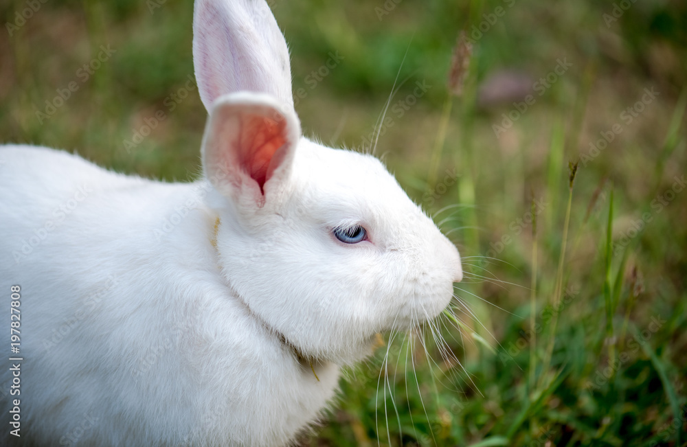 Beautiful and cute white rabbit Beautiful and cute white rabbit