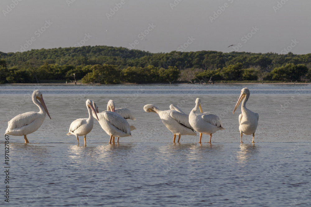 White pelicans sunbathing in the river. They take a break after a productive morning of fishing and hunting. 