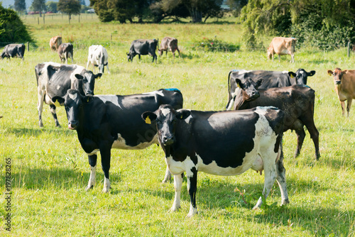 Cow stand over green glass farm animal, New Zealand