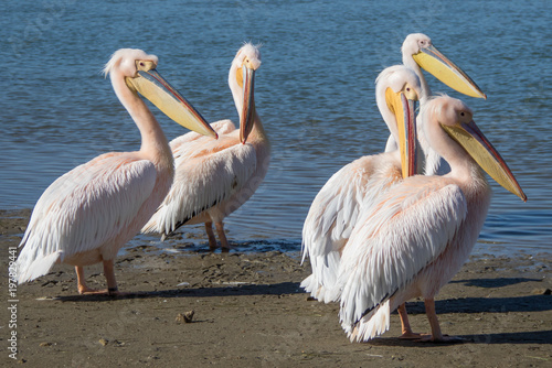 Pelican © Brent
