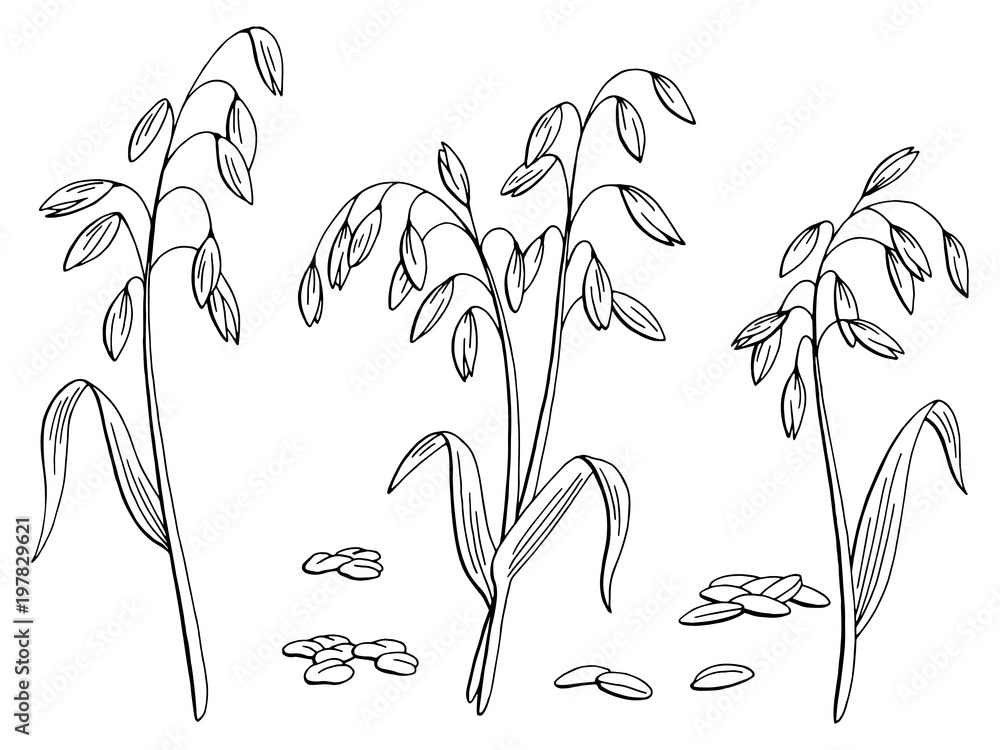 Oat plant graphic black white isolated sketch illustration vector Stock ...