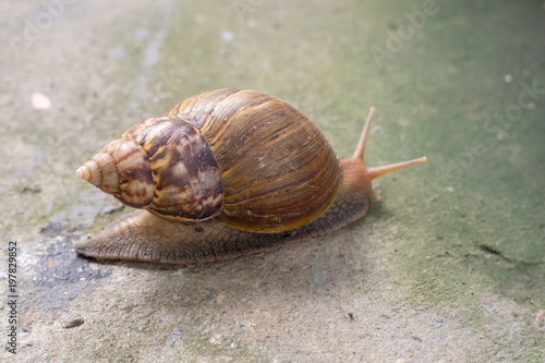 Snail climb on a road.