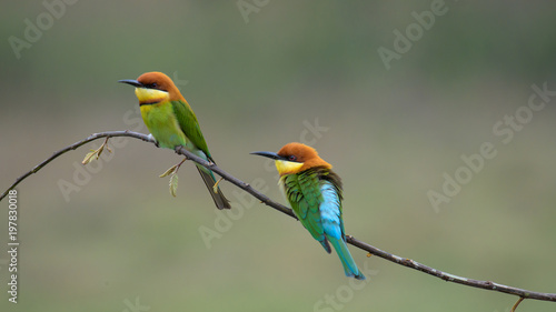 two Chestnut-headed Bee-eater on the wood stick 