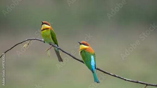 two Chestnut-headed Bee-eater on the wood stick 
