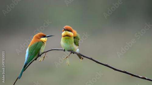 two Chestnut-headed Bee-eater on the wood stick 