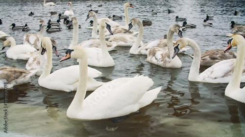 Swans on water by the riverbanck during winter photo