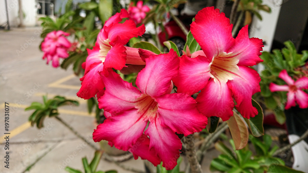 Bouquet of Adenium flowers Bouquet of Adenium flowers
