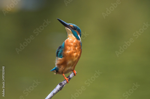common king fisher on green background, shallow background, bird , avian