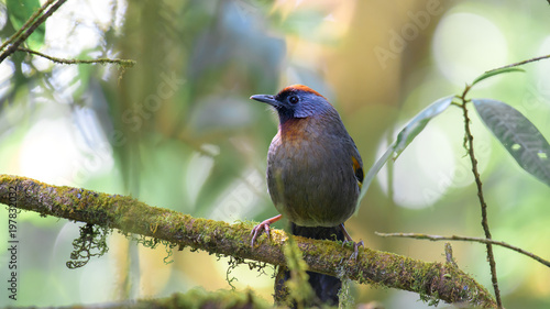 Beautiful close up bird photo with blur background, aves, feather, wing, wildlife, animals
