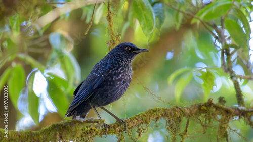 Beautiful close up bird photo with blur background, aves, feather, wing, wildlife, animals
