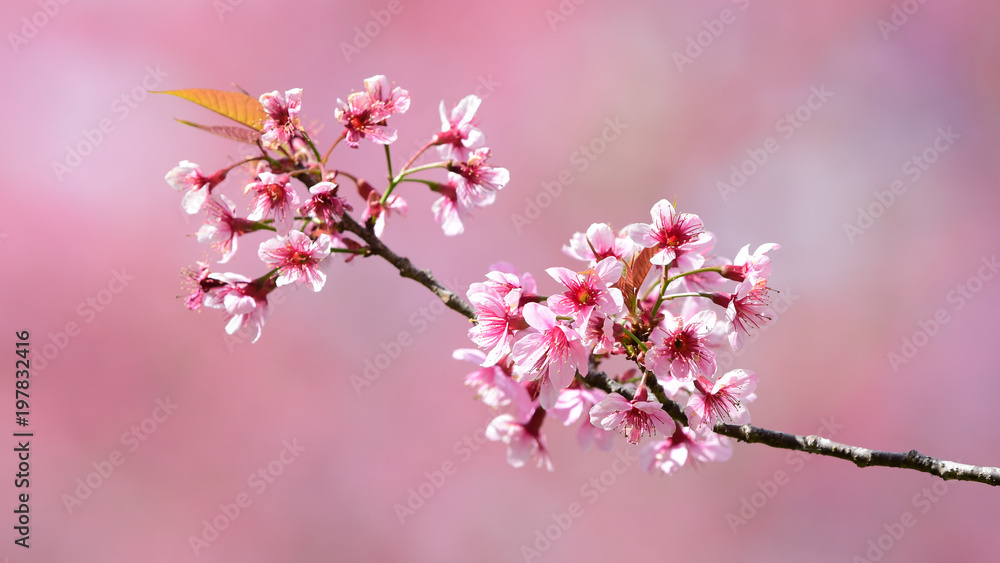 Pink Beautiful Sakura blossom natural trees with flowers