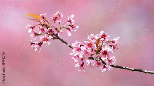 Pink Beautiful Sakura blossom natural trees with flowers