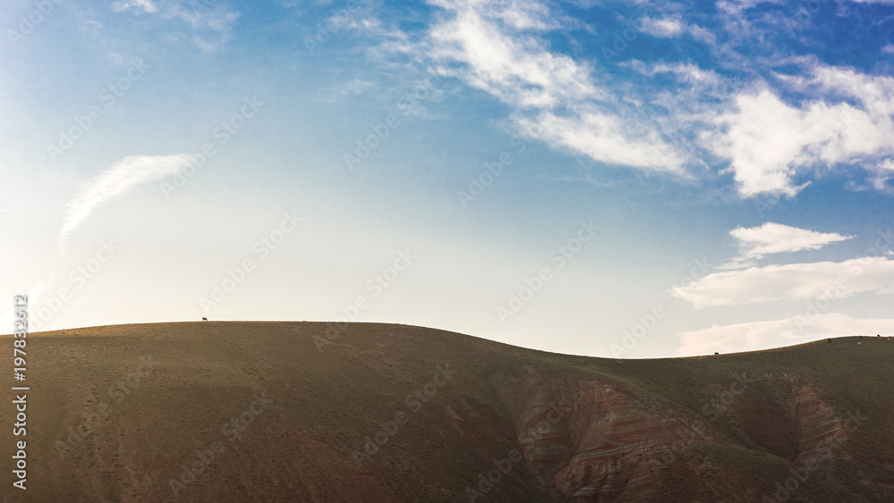 Fototapeta premium A cow grazes on top of a hillside