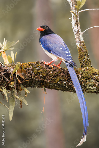 Beautiful close up bird photo with blur background, aves, feather, wing, wildlife, animals