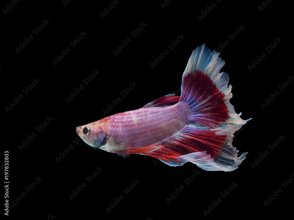 Beautiful Betta or Siamese fighting fish isolated on black background Beautiful Betta or Siamese fighting fish isolated on black background
