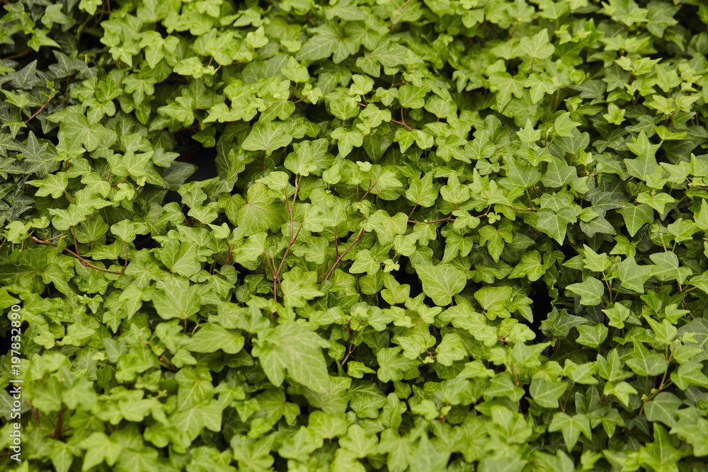 background of green leaves background of green leaves