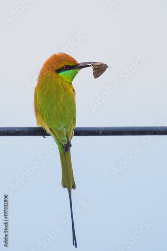 Beautiful close up bird photo with blur background, aves, feather, wing, wildlife, animals