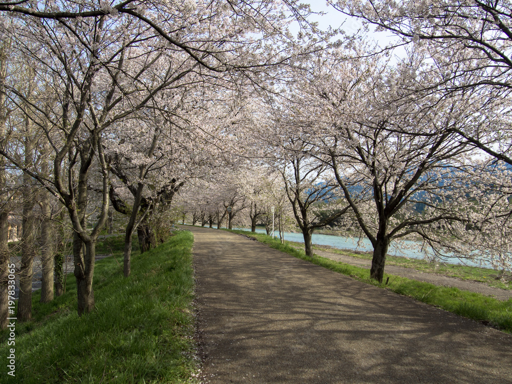Japan, Sakura, Lake Biwa Japan, Sakura, Lake Biwa