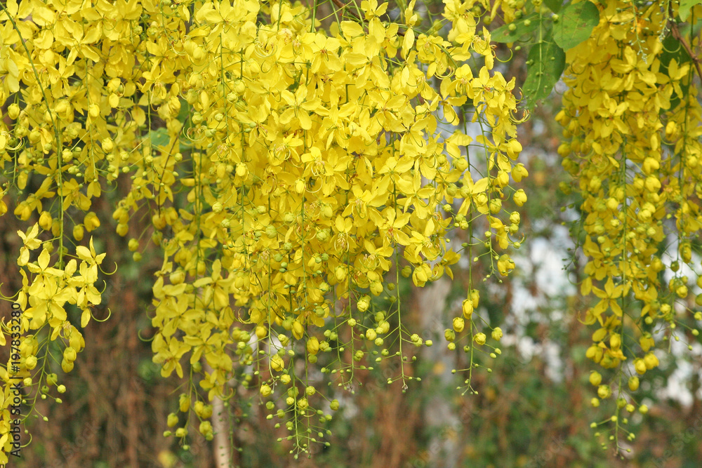 Obraz premium Golden shower blooming or Ratchaphruek hanging on tree background ,Thailand national flower