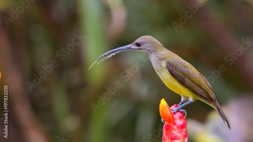 Beautiful close up bird photo with blur background, aves, feather, wing, wildlife, animals