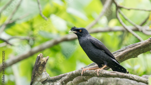 Beautiful close up bird photo with blur background, aves, feather, wing, wildlife, animals