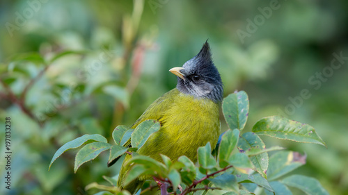 Beautiful close up bird photo with blur background, aves, feather, wing, wildlife, animals