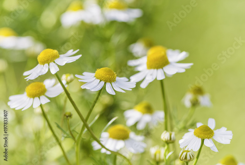 Wild Chamomile flowers growing on meadow. Close up of wild herbal 