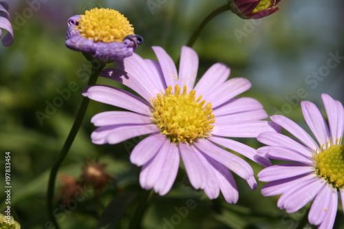 Pinke Chrysantheme Blume